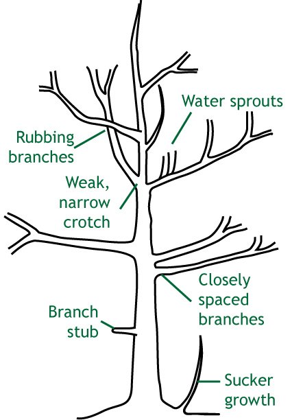 The Basics of Tree Pruning