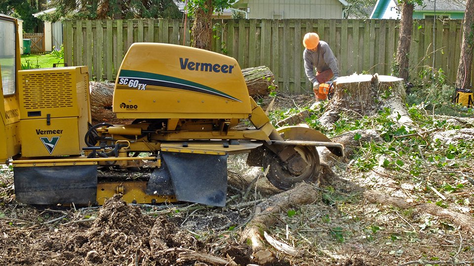 Stump Grinding to Get Rid of Pests in Tree Stump